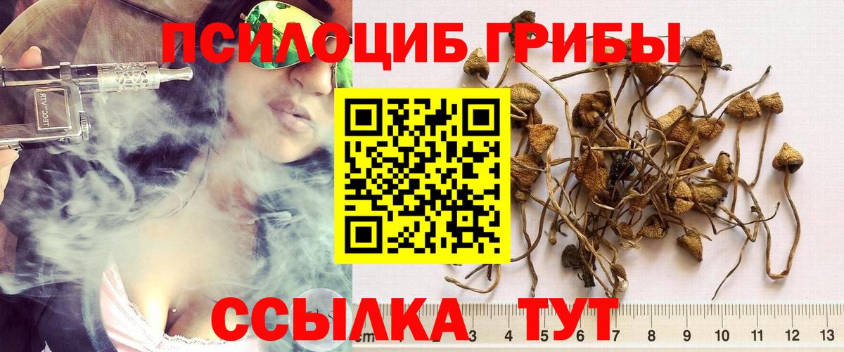 Псилоцибиновые грибы Psilocybine cubensis Ирбит